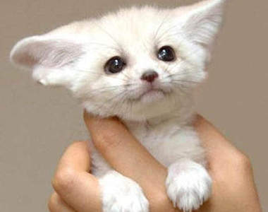 《耳廓狐》是個可愛大耳朵寵物