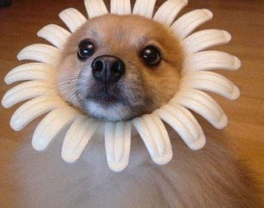 寵物花花頭套 揪卡哇伊的啦！