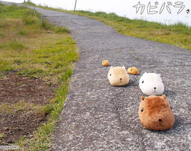 療癒系新星★《水豚君》（カピバラさん）報到！