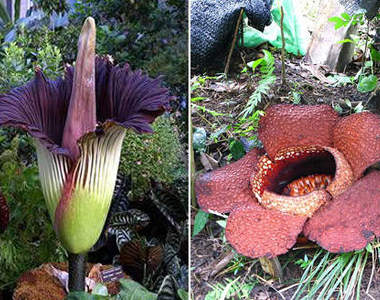 花香是屍臭味 神奇的《屍花》