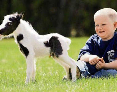 史上最小 迷你馬《愛因斯坦》～