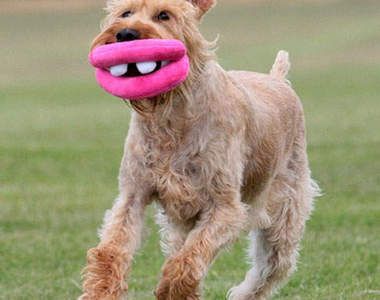 狗狗超厚性感香腸嘴　好想給你親下去❤