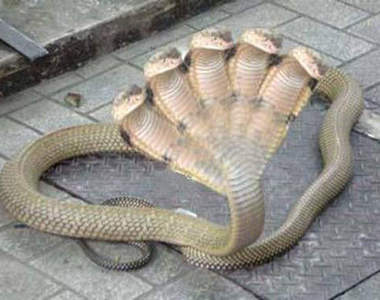 雙臉貓不稀奇 竟然還有五頭蛇？！