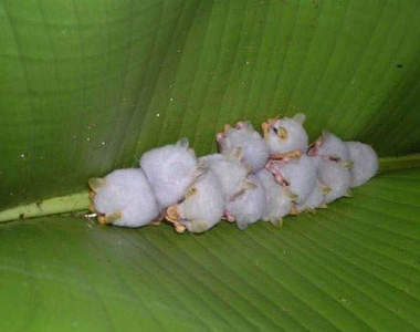 毛毛蟲般的可愛白嬰兒蝙蝠~