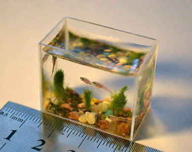 小小世界真奇妙　Anatoly Konenko的微觀藝術