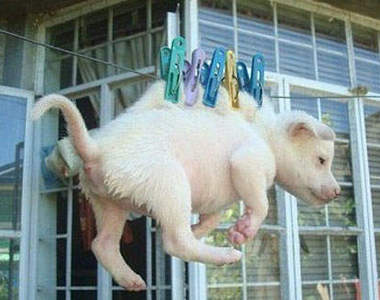 黃狗事件 這樣虐待動物是不行的…