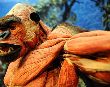 動物標本展 4月~9月科隆動物園與你一起探索奧秘