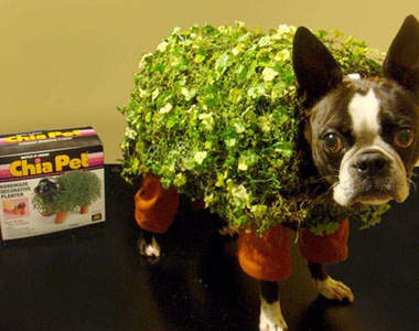 寵物的移動花園～《草衣服》！