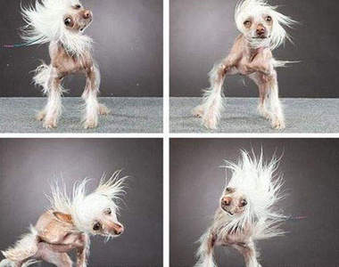 狗狗甩毛的瞬間～嚓咖