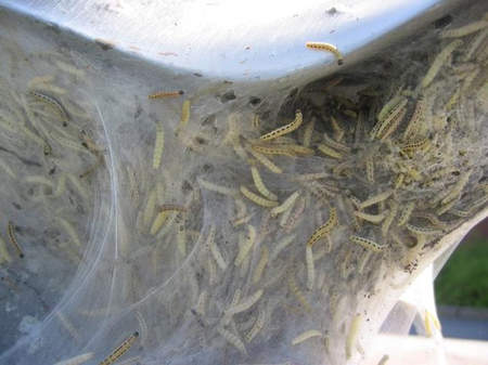 福島核能危機動植物可能異變