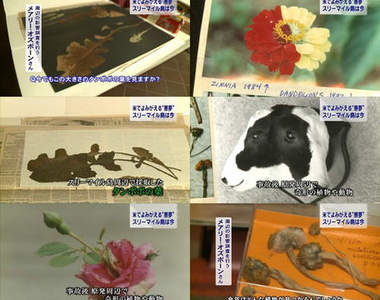 福島核能危機 動植物可能異變!?