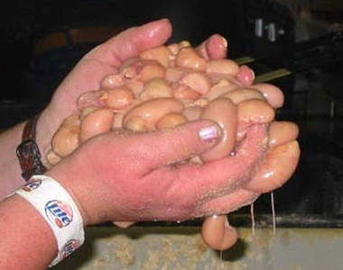 最叫人蛋疼的比賽：《世界睪丸烹飪大賽》