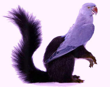 超詭異《動物拼貼》眼前的鳥不是鳥，你說的動物是什麼動物？