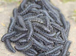 驚!里約熱內盧發現Ouroboros病毒...(誤) 驚!里約熱內盧發現Ouroboros病毒...(誤)