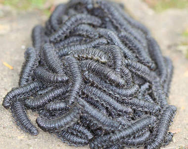 驚!里約熱內盧發現Ouroboros病毒...(誤)