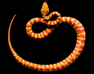 超軟Q的《蛇寫真》拍出官能之美♥