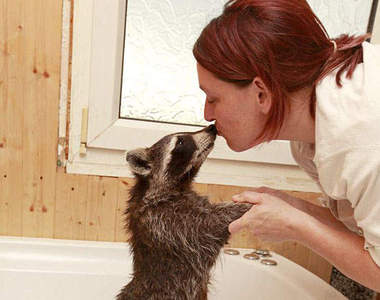 養浣熊當寵物 20隻你覺得夠不夠？