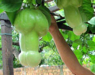 一樣是種百香果　為什麼我種出來的形狀這麼害羞(/ω＼) 