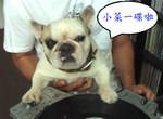 《DJ狗狗》奇狗奇事 鬥牛犬也能當DJ~ 《DJ狗狗》奇狗奇事 鬥牛犬也能當DJ~