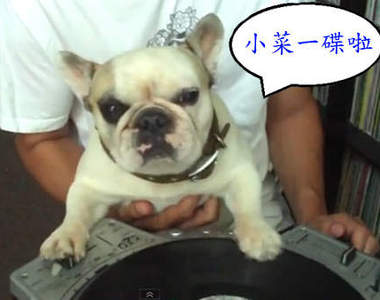 《DJ狗狗》奇狗奇事 鬥牛犬也能當DJ~