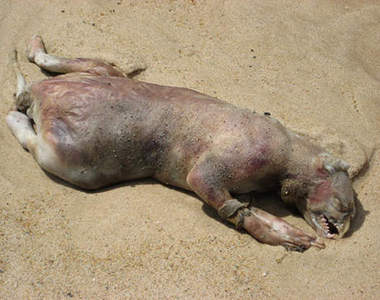 《蒙淘克怪獸》現身?是 芥末日 要到了嗎?