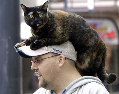 貓的~我可不是帽子！