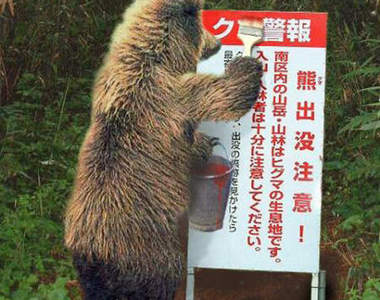 被熊襲擊時　除了裝死還有這個方法...