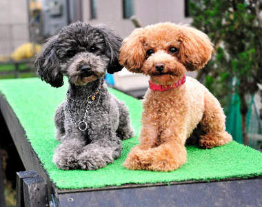 日本首次出現的《玩具貴賓警犬》也太可愛～♥