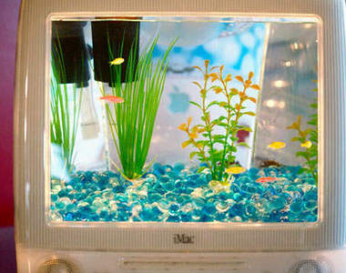 蘋果水族箱 裝點水養養魚當個活體螢幕保護程式