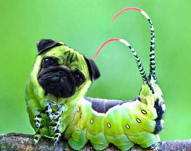 最強PS動物搞笑系列