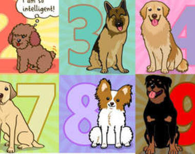 狗狗 IQ 排行榜～汪！汪！