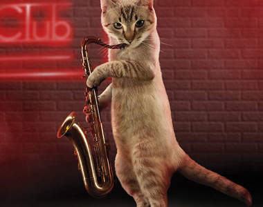 貓的！準備好 2012 年的新月曆了嗎？