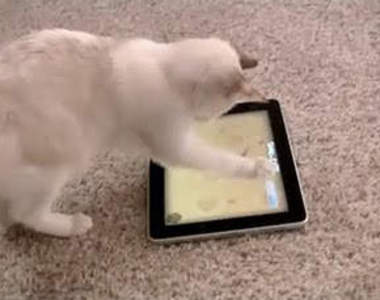 好野貓專用:貓咪iPad遊戲