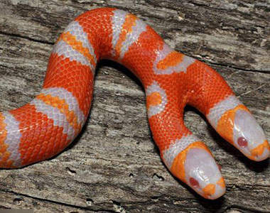 橘色雙頭蛇 看起來好鮮豔啊(抖)