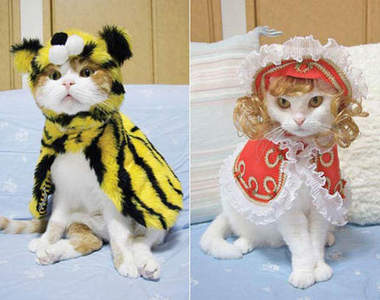 貓的!我也要打扮得美美的~