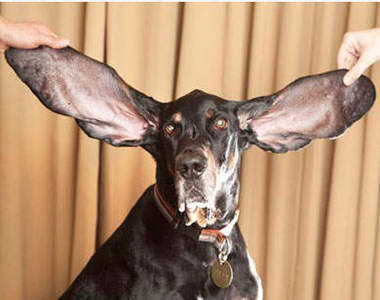 無奇不有的金氏世界紀錄  連這也有在比的喔？！