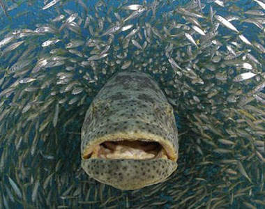 這隻魚?!確實是吃人的 《食人魚》