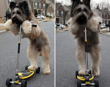 狗也會騎滑板車啦~
