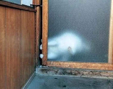 主人!快點幫我開開門~~