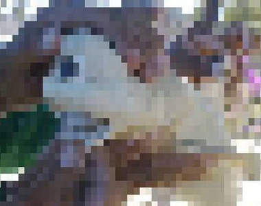 墨西哥發現獨眼龍鯊魚！