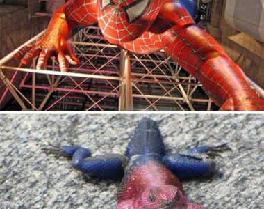 上紅下藍~蜘蛛人蜥蜴