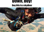 巴哥犬 跳傘《Otis》 9年內跳過64次 巴哥犬 跳傘《Otis》 9年內跳過64次