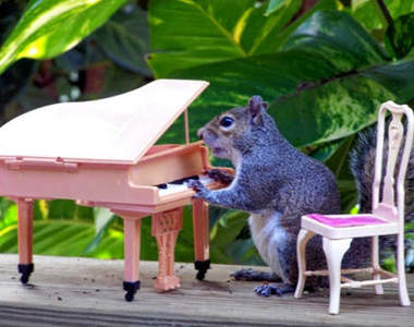 《松鼠界名模》就是你！（指）也太會擺POSE囉！