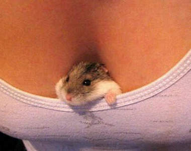 乳溝寵物 主人的駕駛艙好溫暖