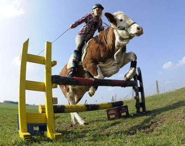 牧場少女把牛教成馬:哞~~~