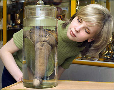 陽具博物館 連韋小寶都驚嘆的超大寶貝房