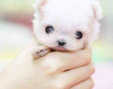 一手就可掌握！迷你動物陸海空全集