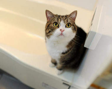 貓的～貓界新星：萌翻天的《丸子貓》まる！