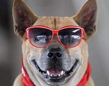 動物戴眼鏡 時尚又搞笑