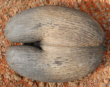 海椰子 是一種超大超像〝妹妹〞的種子 